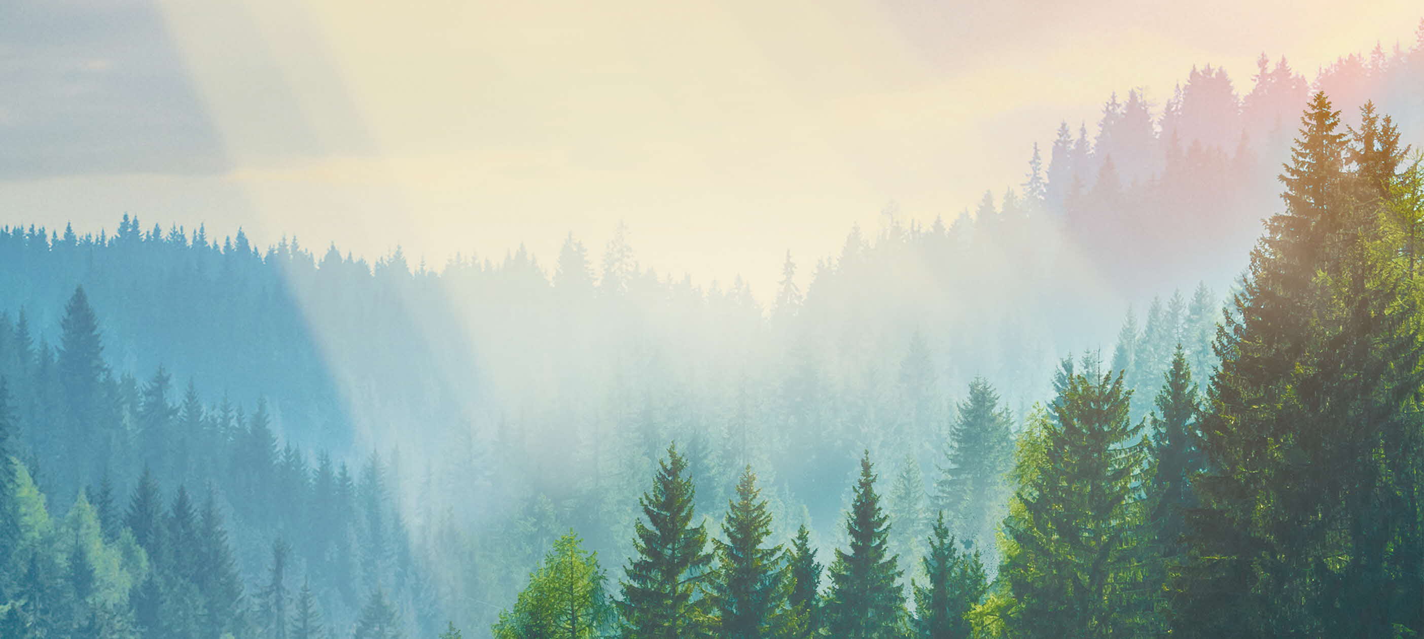 [情報] 星展eco永續卡、商務eco卡 2024新權益預告